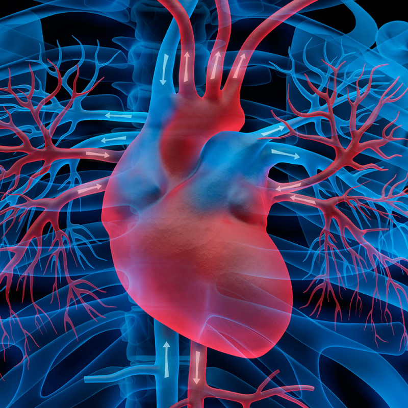 KWM Update: Aktuelle interventionelle  Kardiologie und Anästhesiologie